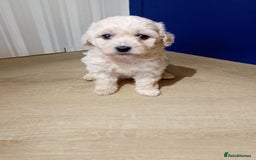Maltipoo dogs for sale: Maltipoo puppies boy and girl available  - Image 12