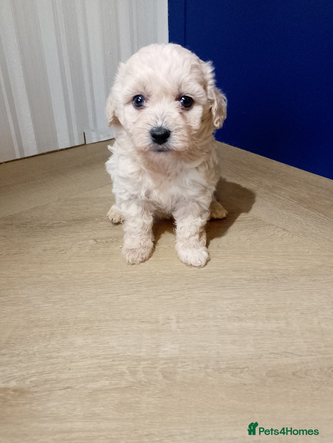 Maltipoo dogs for sale: Maltipoo puppies boy and girl available  - Image 12