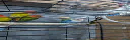 Lovebirds birds for sale: Lovebirds 🦜💚 Available | Babies & Breeding Pair - Advert 12