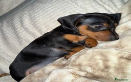Miniature Dachshund dogs for sale: Miniature dachshund pups  - Image 4