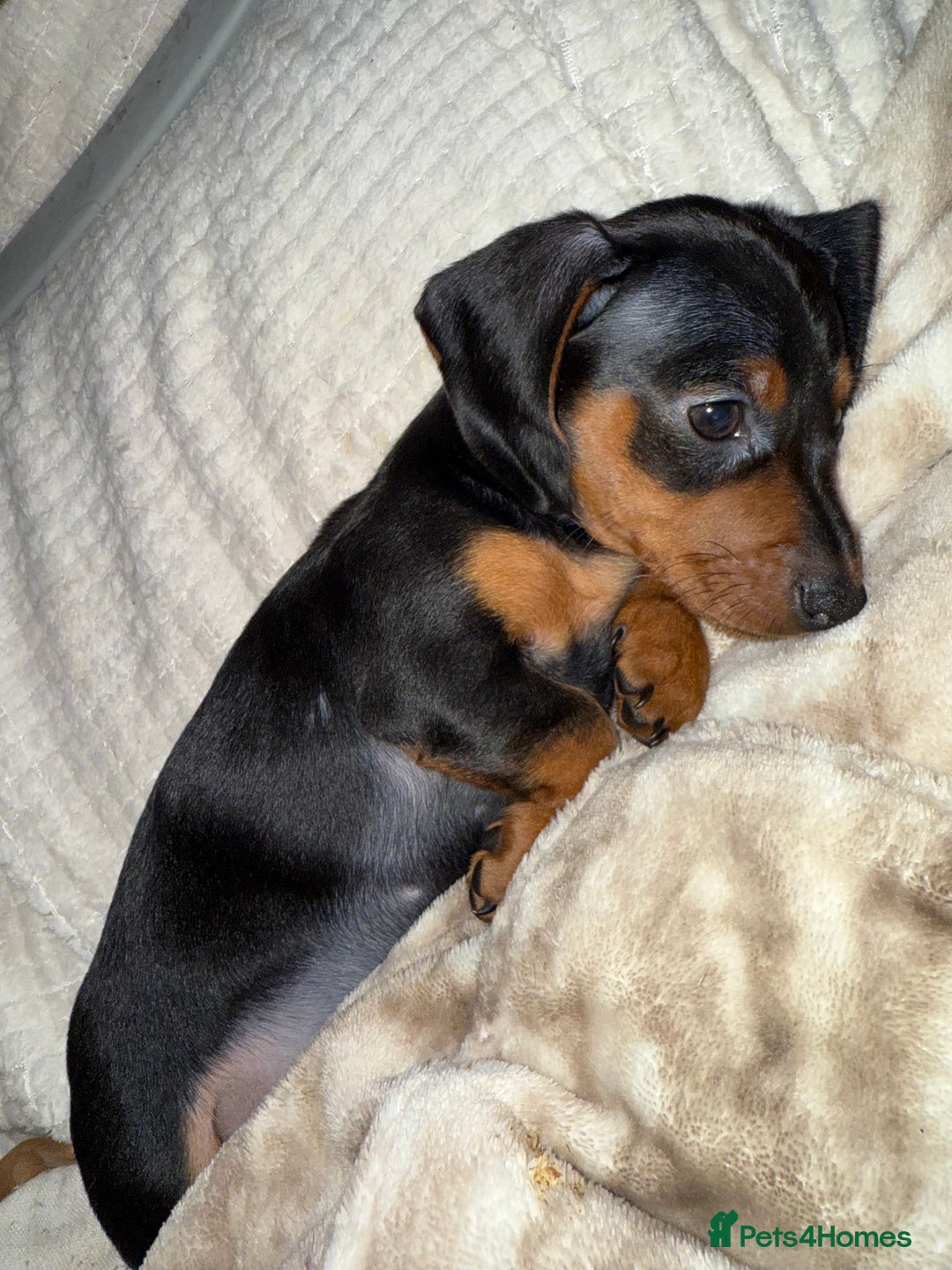 Miniature Dachshund dogs for sale: Miniature dachshund pups  - Image 4