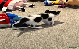 Mixed Breed cats for sale: Kittens  - Advert 4