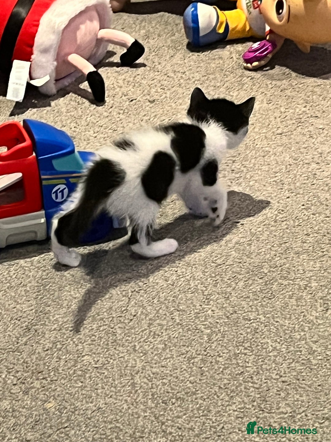 Mixed Breed cats for sale: Kittens  - Advert 4