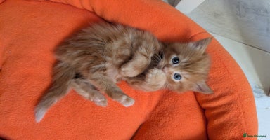 Mixed Breed cats - Advert 10