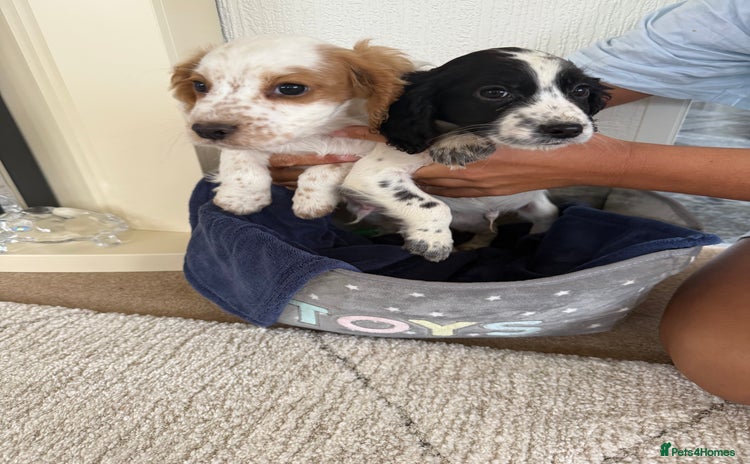Cocker Spaniel dogs - Advert 16