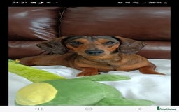 Dachshund dogs for sale: Standard Dachshund puppies  - Advert 4