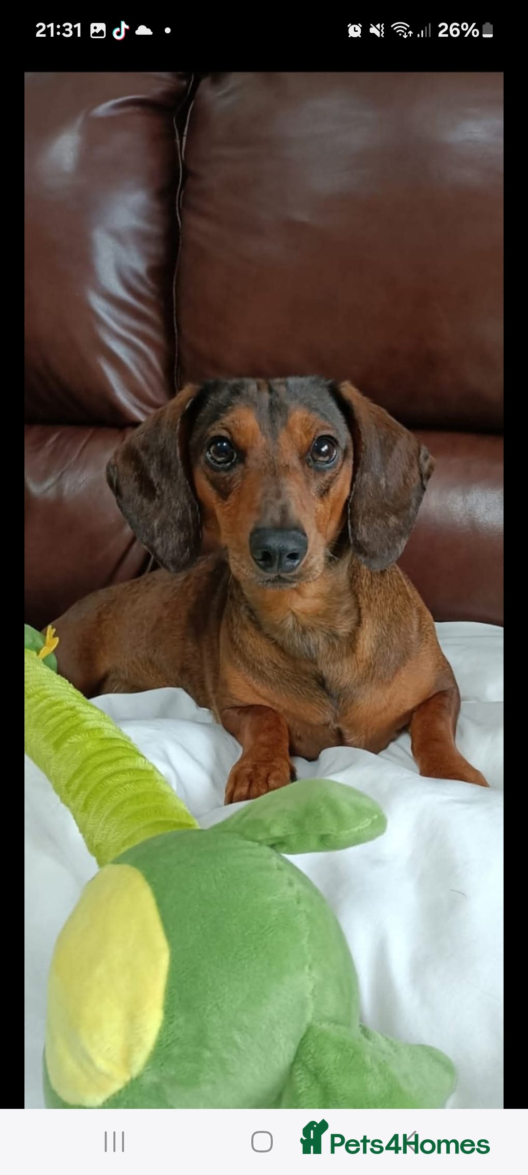 Dachshund dogs for sale: Standard Dachshund puppies  - Advert 4