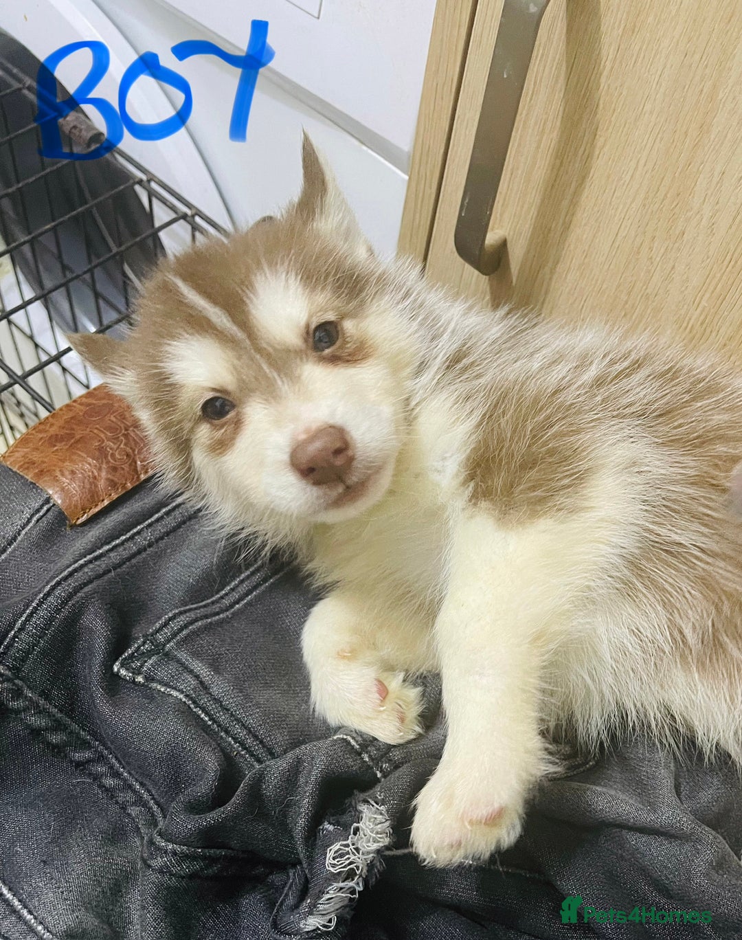 Siberian Husky dogs for sale: Huskies pups for sale - Advert 6