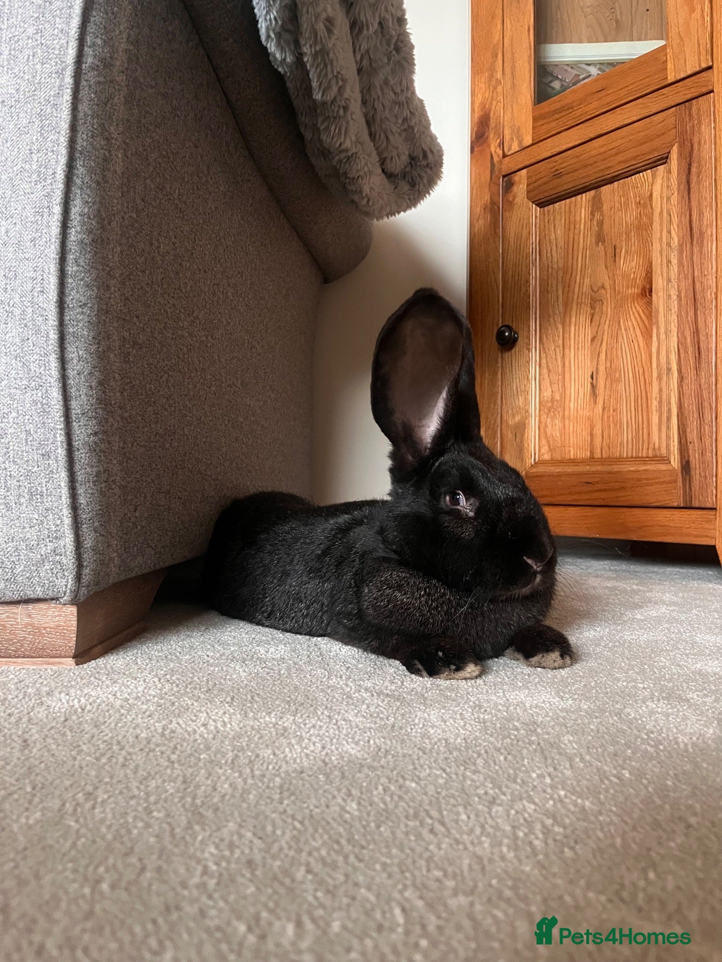 Continental Giant rabbits for sale: Continental Giant Rabbits  - Advert 12