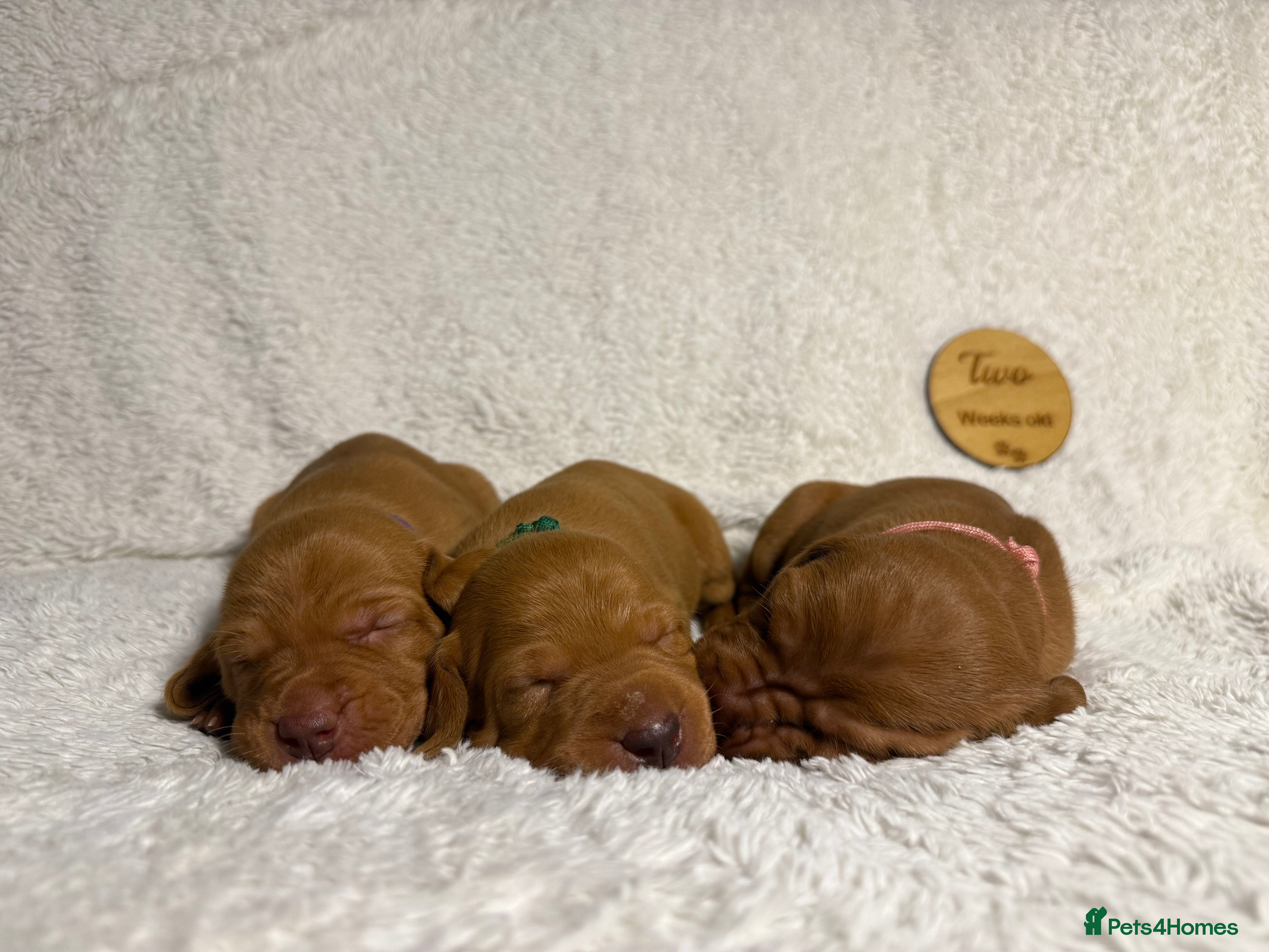Hungarian Vizsla dogs KC registered Hungarian Viszla puppies - Advert 3