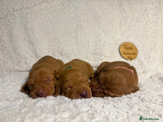 Hungarian Vizsla dogs KC registered Hungarian Viszla puppies - Advert 3