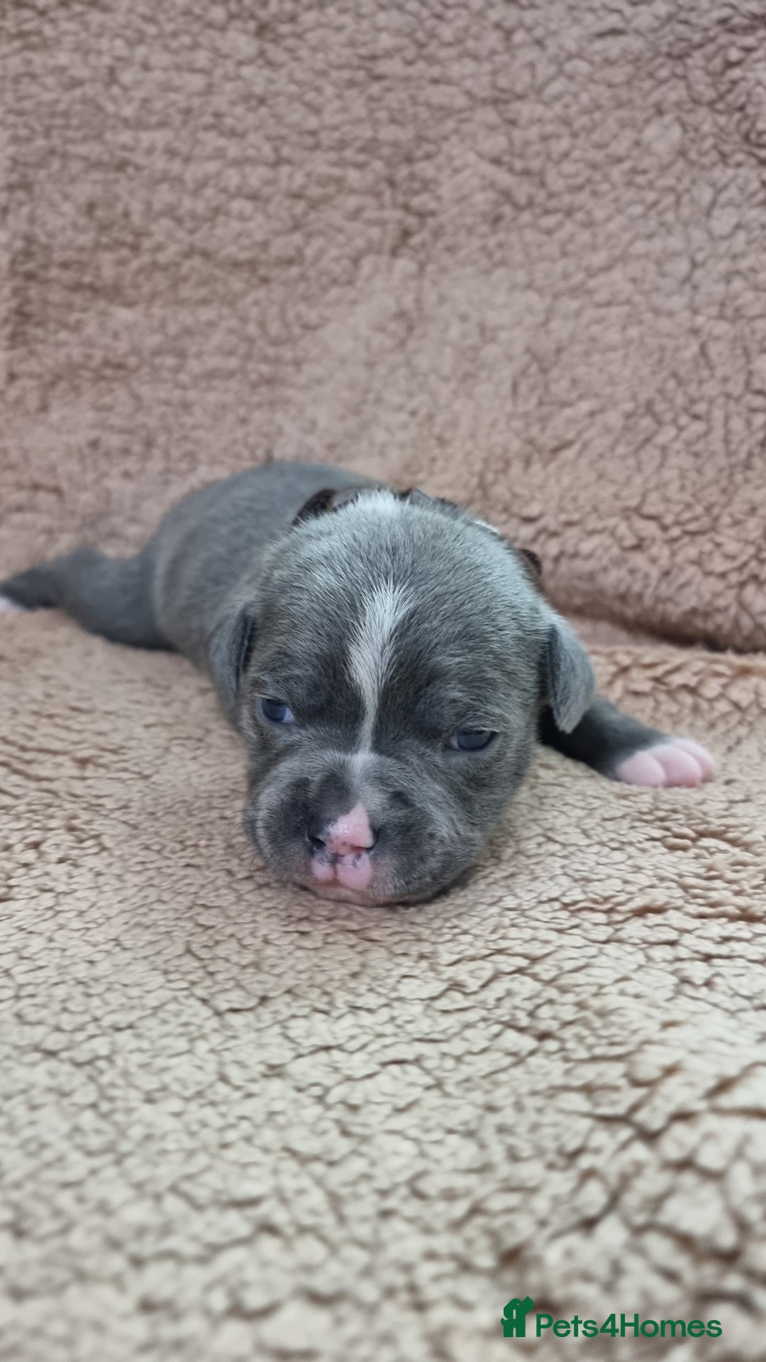 Staffordshire Bull Terrier dogs for sale: Dewellsblue - Advert 4