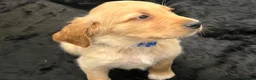Mixed Breed dogs for sale: Golden setter pups  - Advert 12