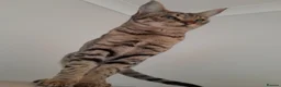 Savannah cats for sale: TICA Reg, F5 100% Savannah Pedigree Girl Kitten - Advert 2