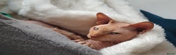 Sphynx cats for stud: Red Canadian sphynx stud  in Oldham - Advert 3