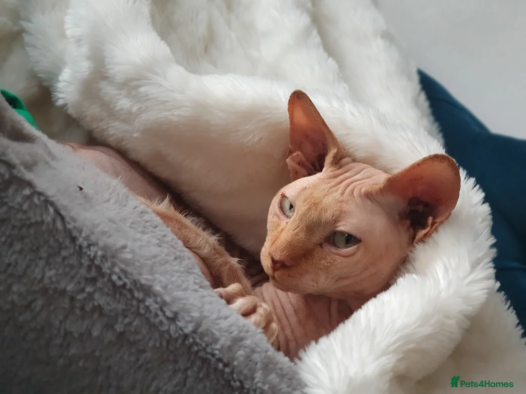 Sphynx cats for stud: Red Canadian sphynx stud  in Oldham - Advert 3