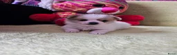 Pomchi dogs for sale: 🐶♥️Beautiful Pomchi puppies🐶♥️ - Advert 11