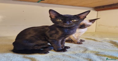 Mixed Breed cats - Advert 5