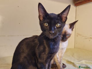 Mixed Breed cats - Advert 1