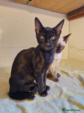 Mixed Breed cats - Advert 10