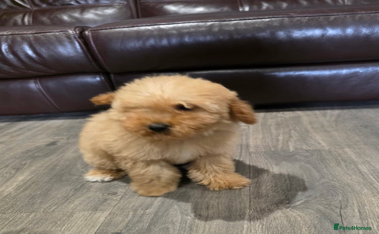 Cavapoo dogs - Advert 6