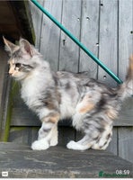 Maine Coon cats - Advert 2