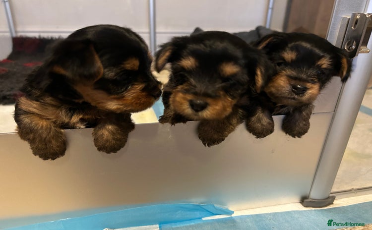 Yorkshire Terrier dogs - Advert 1