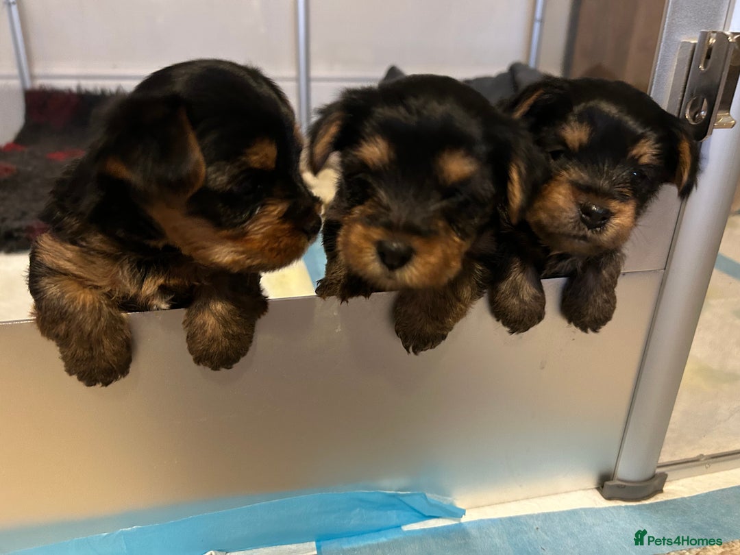 Yorkshire Terrier dogs for sale: Pedigree Healthy toy Yorkshire Terrier pups  - Image 1