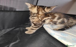 Mixed Breed cats for sale: Kittens ready now  - Image 7