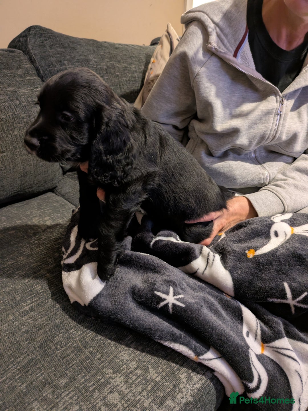 Cocker Spaniel dogs for sale: Beautiful cocker spaniel pups - Image 8