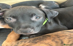 American Bulldog dogs for sale: Stunning Standard American Bulldog Puppies - Image 27