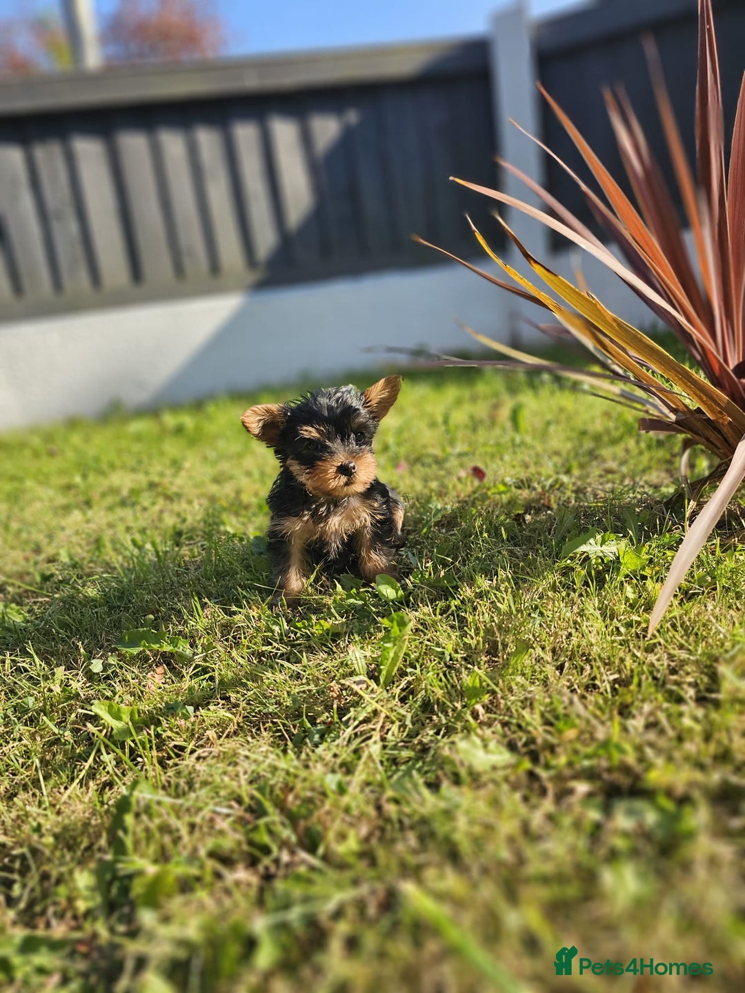 Yorkshire Terrier dogs for sale: Cute  Yorkshire terriers  - Image 11