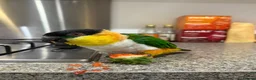 Parrots birds for sale: Caique parrot - Advert 6
