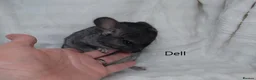 Chinchilla rodents for sale: Two Young Male Pedigree Chinchillas. - Advert 5