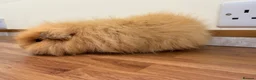 Guinea Pig rodents for sale: Swiss boar - Advert 3