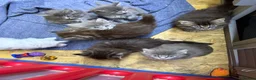 Maine Coon cats for sale: Mainecoon x  - Advert 12