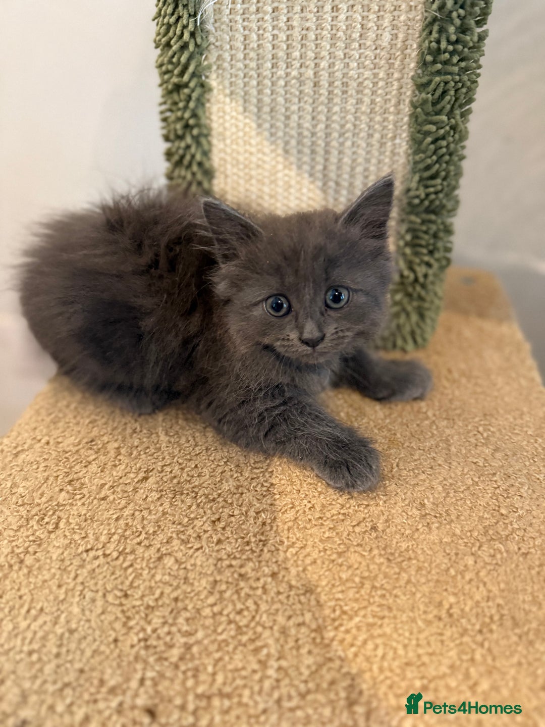 Siberian cats for sale: Full stunning siberian kittens for sale - Image 6