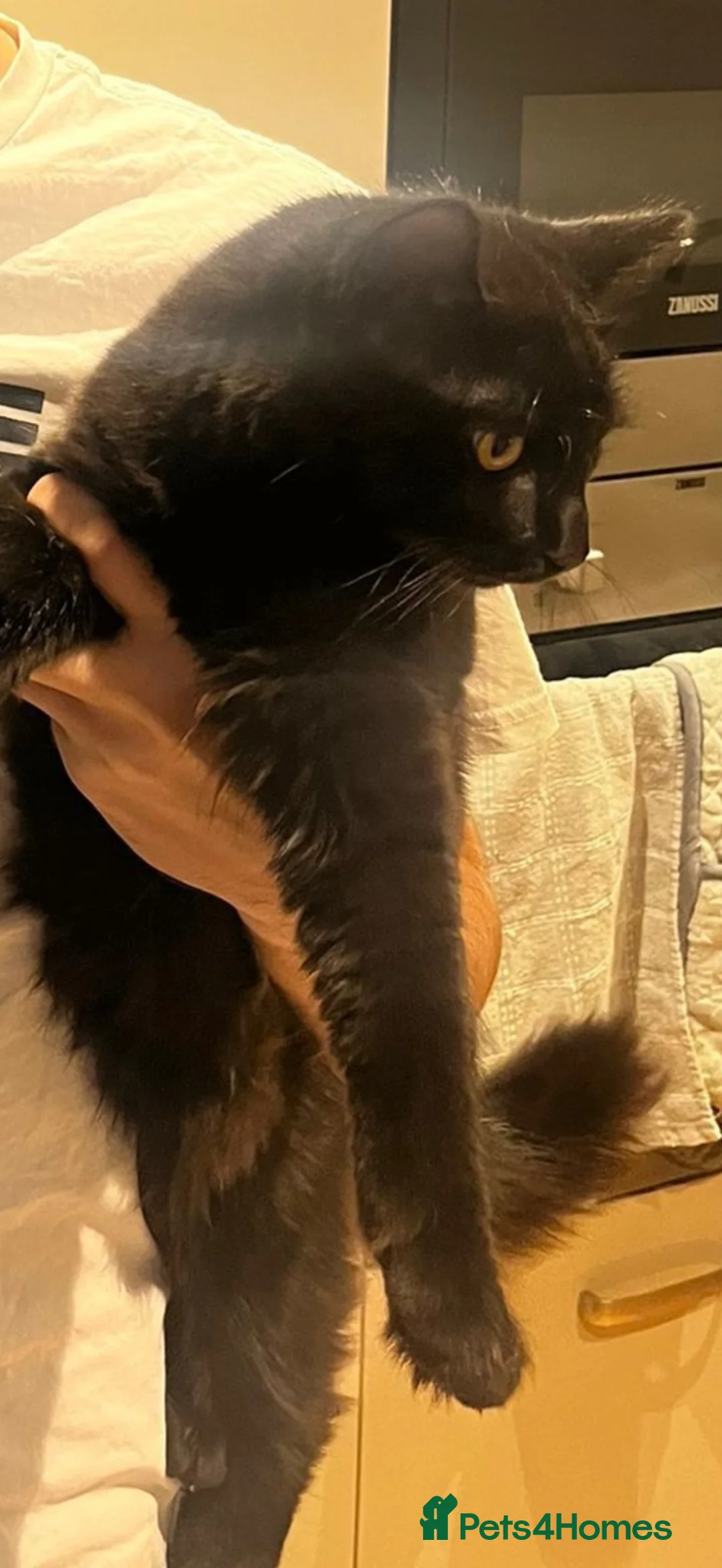 Mixed Breed cats for sale: Evie  - Advert 2