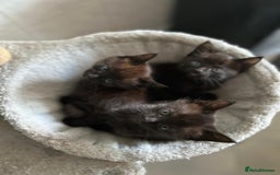 Maine Coon cats for sale: Gorgeous Maine Coon cross Bengal Kittens  - Image 6