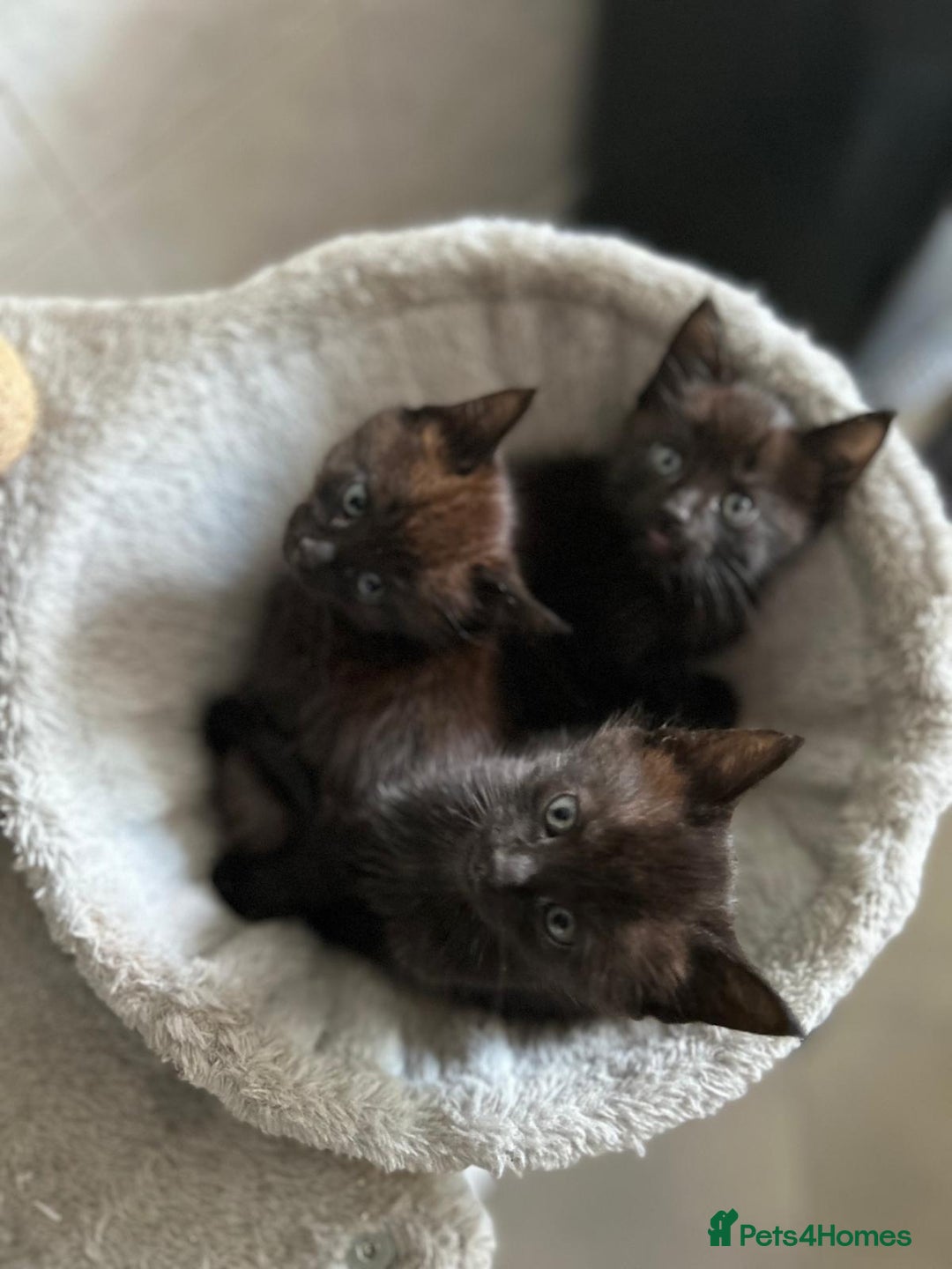 Maine Coon cats for sale: Gorgeous Maine Coon cross Bengal Kittens  - Image 6