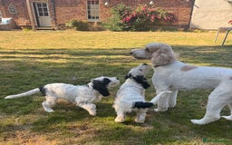 Cockapoo dogs for sale: PRICE REDUCED - READY NOW Chunky Parti Cockapoos in Milton Keynes - Image 32
