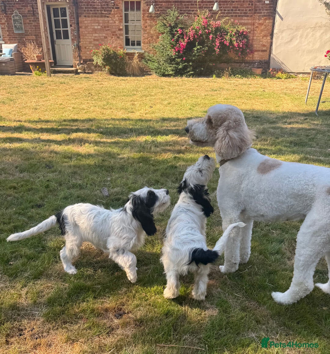 Cockapoo dogs for sale: PRICE REDUCED - READY NOW Chunky Parti Cockapoos in Milton Keynes - Image 32