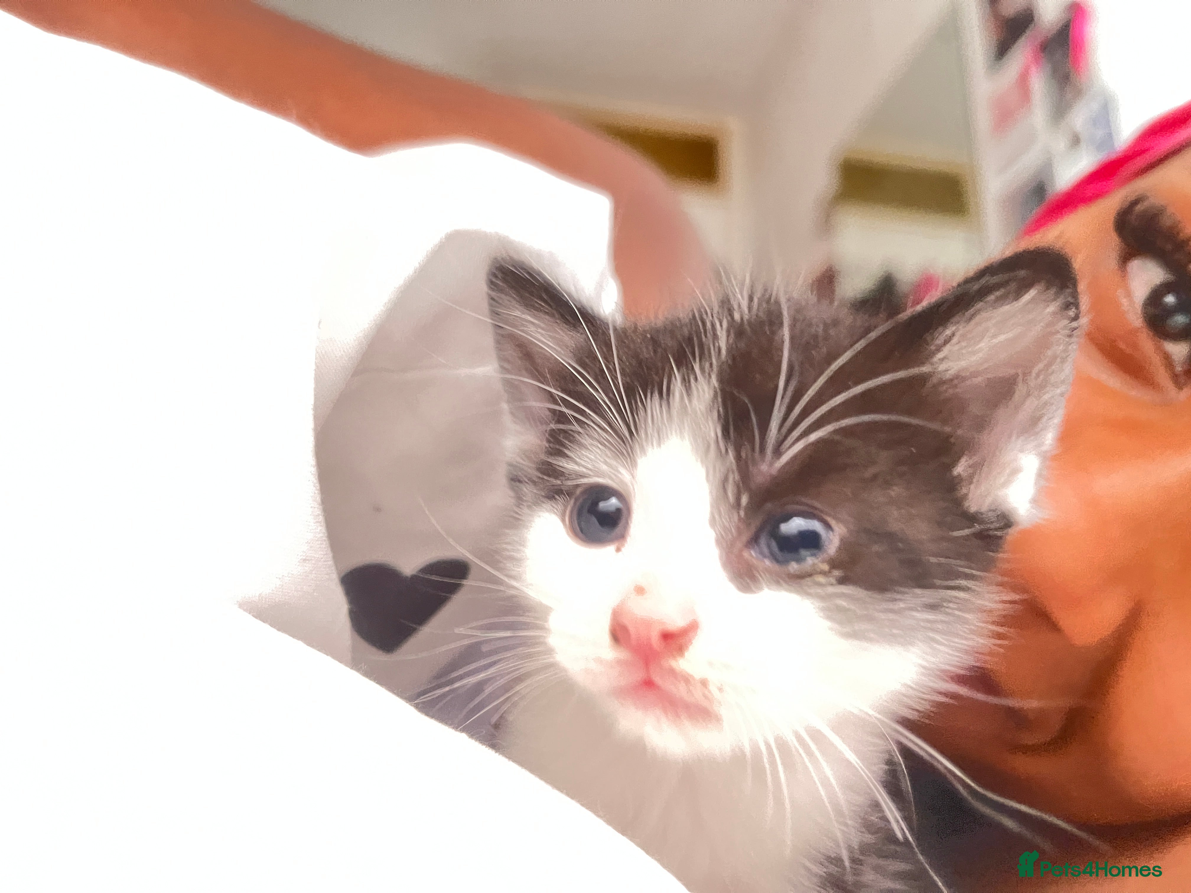 Mixed Breed cats Kittens For Sale! - Advert 10