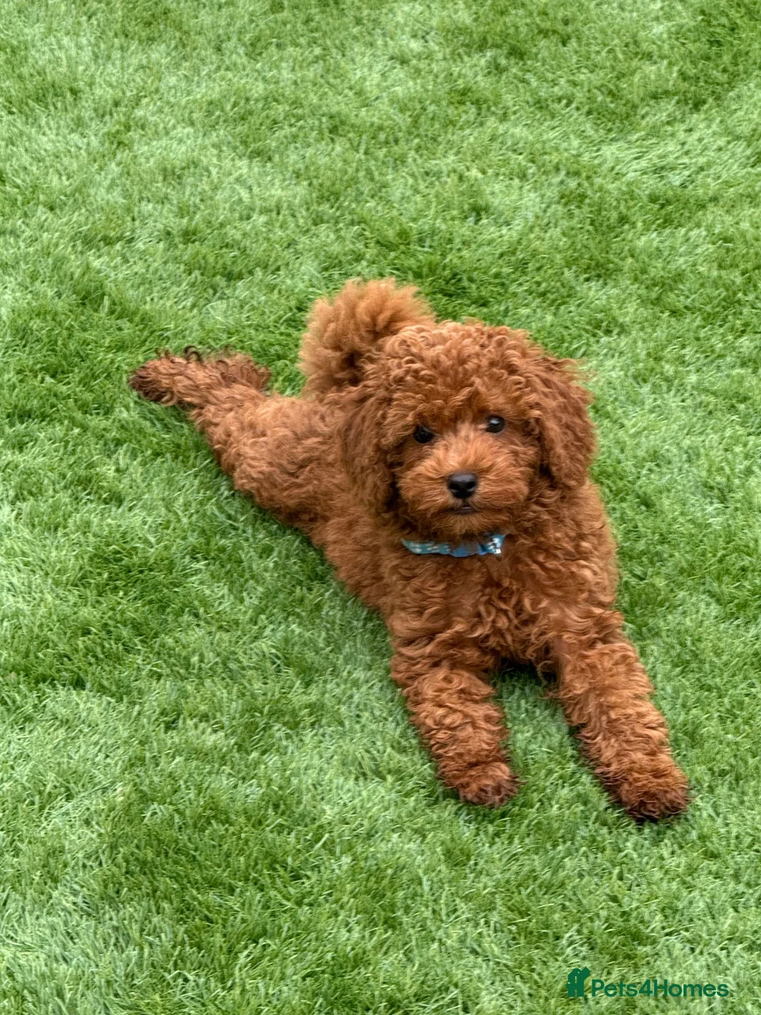 Miniature Poodle dogs for sale: Last Red Miniature Poodle  in Hinckley - Advert 1
