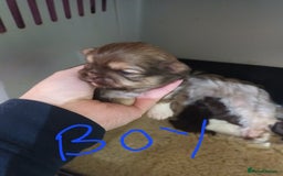 Shih Tzu dogs for sale: imperial shih tzu pups  - Advert 4