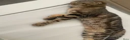 Mixed Breed cats for sale: Tabby x Scottish fold kitten - Advert 2