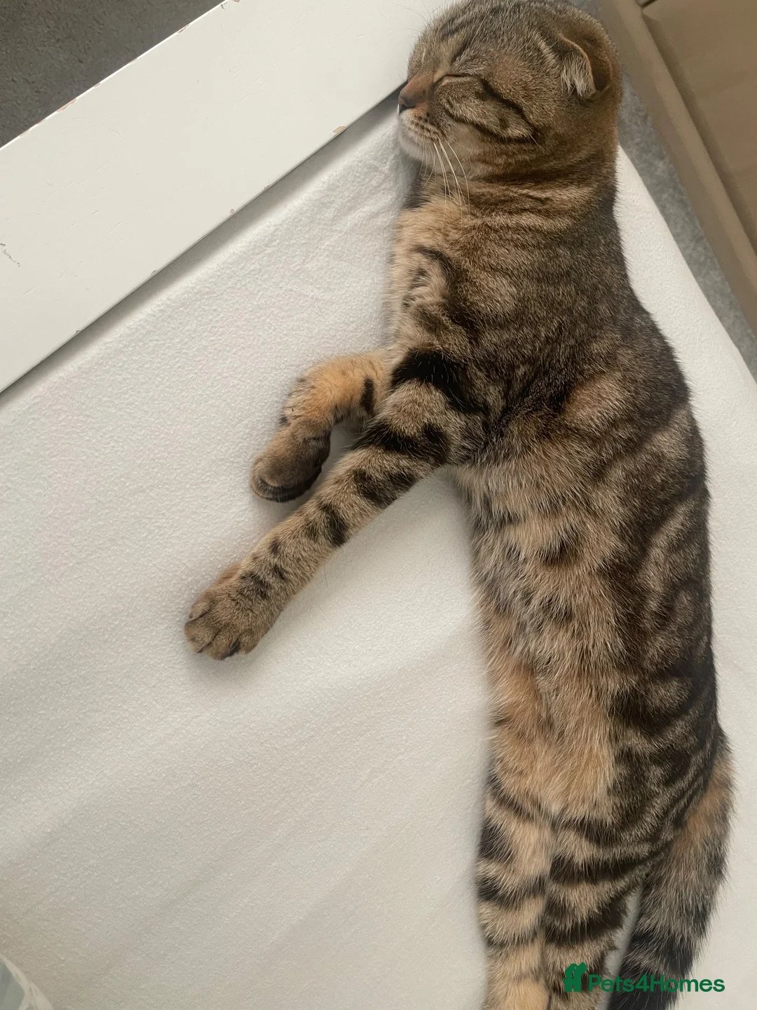 Mixed Breed cats for sale: Tabby x Scottish fold kitten - Advert 2