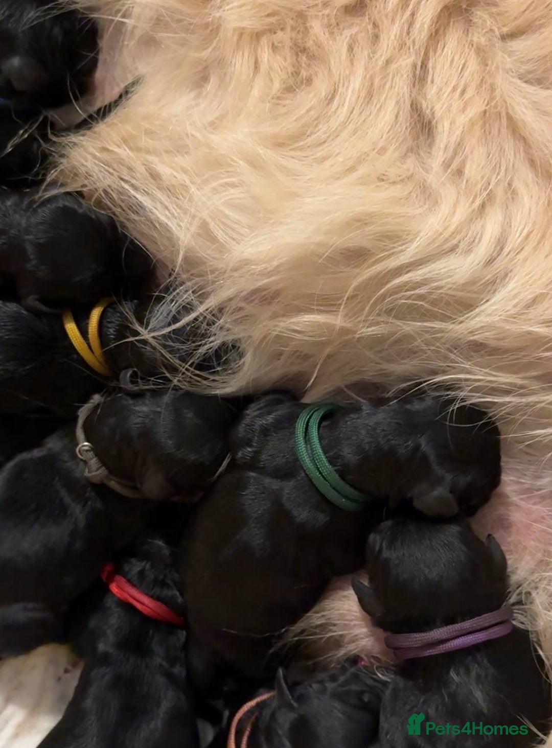 Goldendoodle dogs for sale: F1 Goldendoodle black Puppies - Image 7