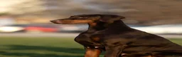 Dobermann dogs for sale:     ✨Carefully Planned KC Registered litter ✨  - Advert 4