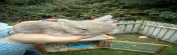 English Lop rabbits for sale: Beautiful lop babies ready in 2 weeks - Advert 2